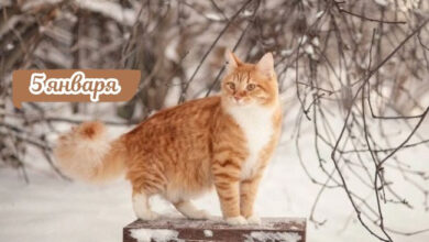 Photo of Доброе утро 5 января — картинки