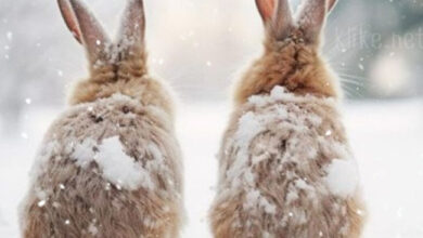 Photo of Картинки Доброе утро 11 января