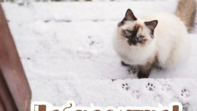 Photo of Картинки Доброе утро 3 февраля