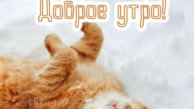 Photo of Картинки Доброе утро 23 февраля