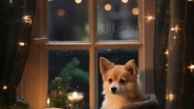 Photo of Картинки на 7 декабря с пожеланиями