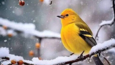 Photo of Картинки на 9 декабря с пожеланиями