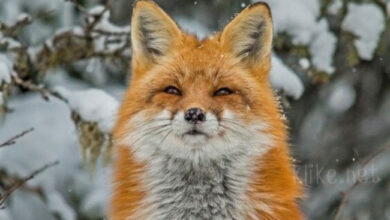 Photo of Картинки на 23 января с пожеланиями