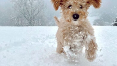 Photo of Картинки на 29 февраля с пожеланиями