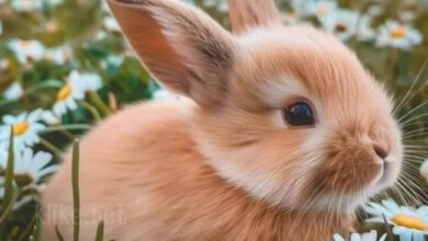 Photo of Картинки на 6 марта с пожеланиями