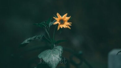 Photo of Картинки на 7 марта с пожеланиями