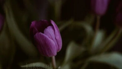 Photo of Картинки на 11 марта с пожеланиями