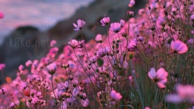 Photo of Картинки на 18 марта с пожеланиями