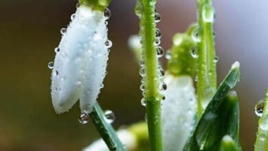 Photo of Картинки на 24 марта с пожеланиями