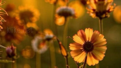 Photo of Картинки с пожеланиями на 2 апреля: Классные открытки