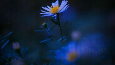 Photo of Картинки на 10 апреля с пожеланиями