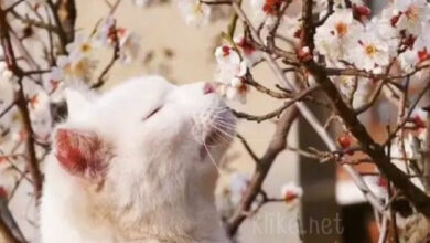 Photo of Картинки на 15 апреля с пожеланиями