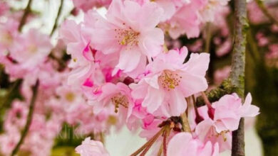 Photo of Картинки на 19 апреля с пожеланиями