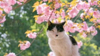 Photo of Картинки на 29 апреля с пожеланиями