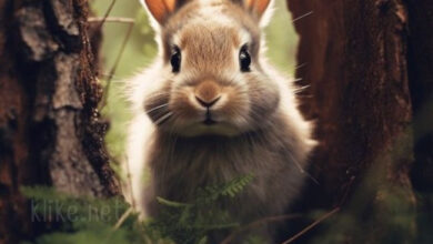 Photo of Картинки на 8 мая с пожеланиями