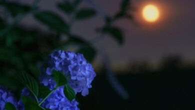 Photo of Картинки на 29 мая с пожеланиями