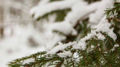 Photo of Доброе февральское утро четверга — картинки