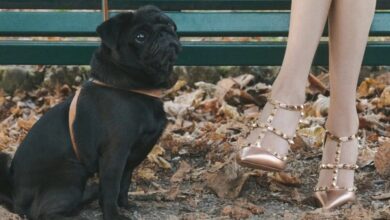 Photo of Valentino выпустил туфли по мотивам «Дьявол носит Prada 2»