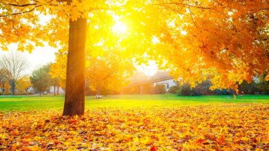 Photo of Модная цветовая палитра в одежде: оттенки осени