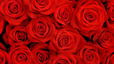 Photo of Красный цвет — картинки: бесплатные фото