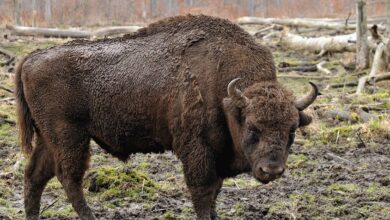 Photo of Зубры — картинки: бесплатные фото