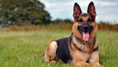 Photo of Картинки немецкие овчарки: бесплатные фото