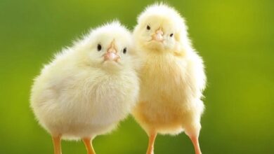 Photo of Цыплята — картинки: бесплатные фото