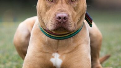 Photo of Картинки питбуля на аву: бесплатные фото