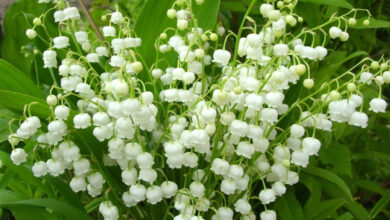 Photo of Ландыши — картинки: бесплатные фото