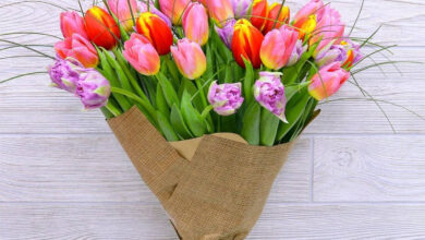 Photo of Букеты тюльпанов — картинки: бесплатные фото