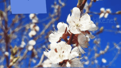 Photo of Картинки Доброе утро 22 апреля (48+)