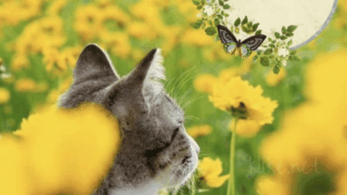 Photo of Картинки Доброе утро 8 марта и открытки