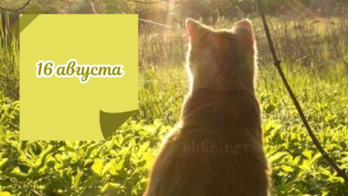 Photo of Картинки Доброе утро 16 августа
