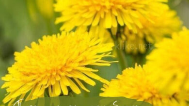 Photo of Картинки с пожеланиями на 31 июля: Неповторимые открытки