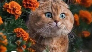 Photo of Картинки с пожеланиями на 11 августа