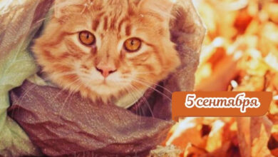 Photo of Открытки доброе утро 5 сентября: бесплатные картинки