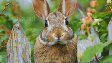 Photo of Картинки с пожеланиями на 20 марта