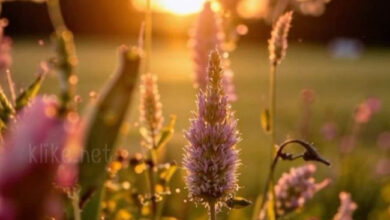 Photo of Картинки с пожеланиями на 5 апреля