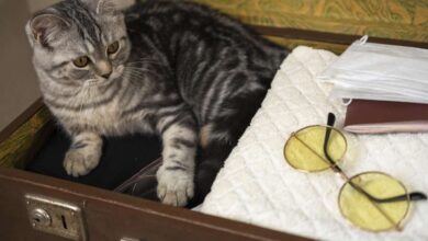 Photo of Отпуск с чистой совестью: куда пристроить домашнее животное, если собираетесь в путешествие